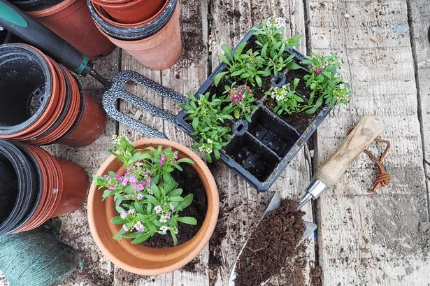 Overhead view of gardening items on a greenhouse shelf, including flower pots, garden string, trowel with compost and flowers to be re-potted.