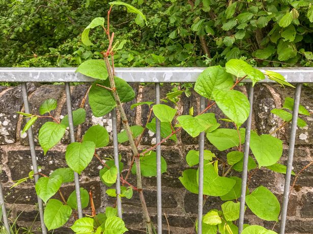 The  invasive, plant Japanese Knotweed or as it is also known, Polygonum cuspidatum or Fallopia japonica growing through metal railings in front of a wall. No people.
