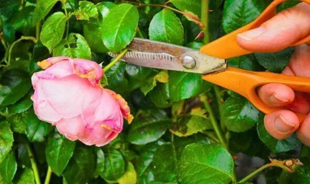 Picture of someone deadheading roses