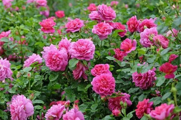 Pink shrub rose, rosa 'Princess Anne' in flower.