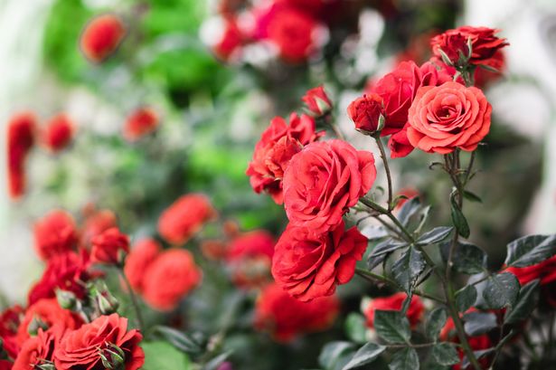 Red roses garden on a blurry background
