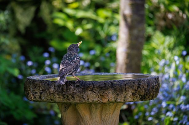 Bird bath