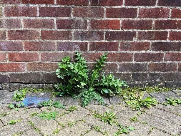Weeds growing up through bricks in a garden