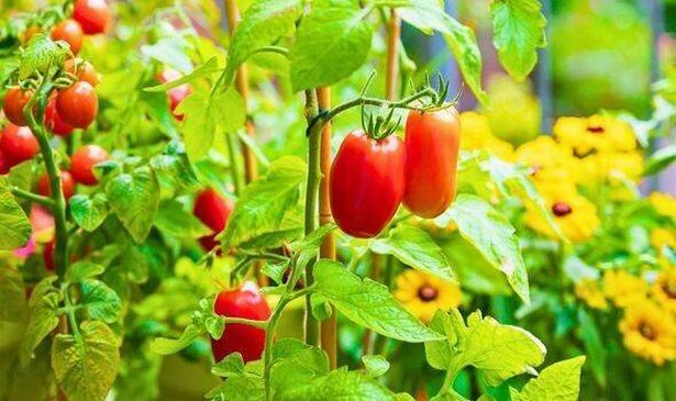 a crop of tomatoes growing on the vine in bright sunlight