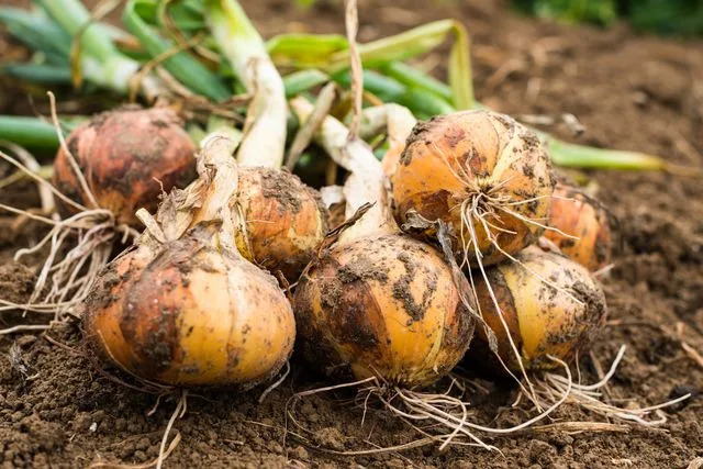 Getty Images / rootstocks