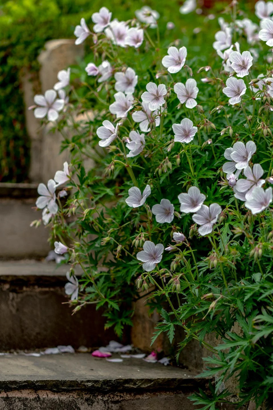 the white blossoms of the hardy geranium kashmir white, spilling over the stone steps in this english garden.