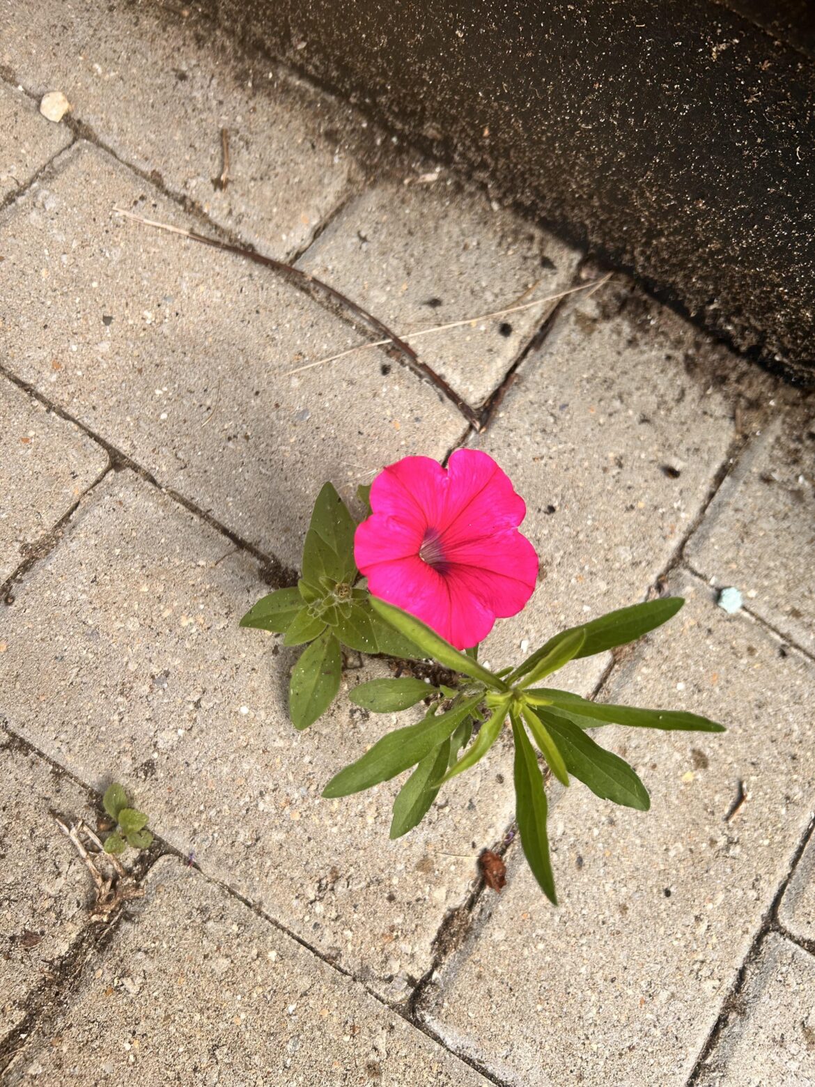 Surprise that put a smile on my face this morning