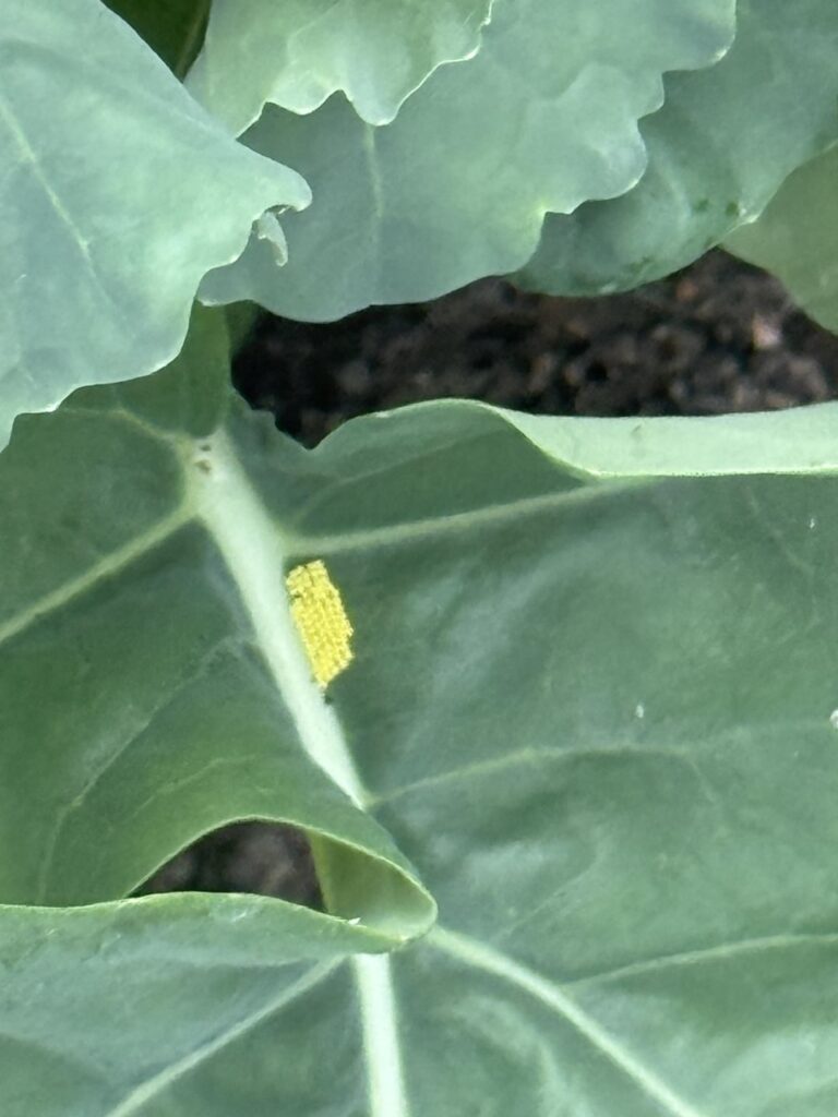 Brocolli is dying- HELP Brocolli is dying- HELP