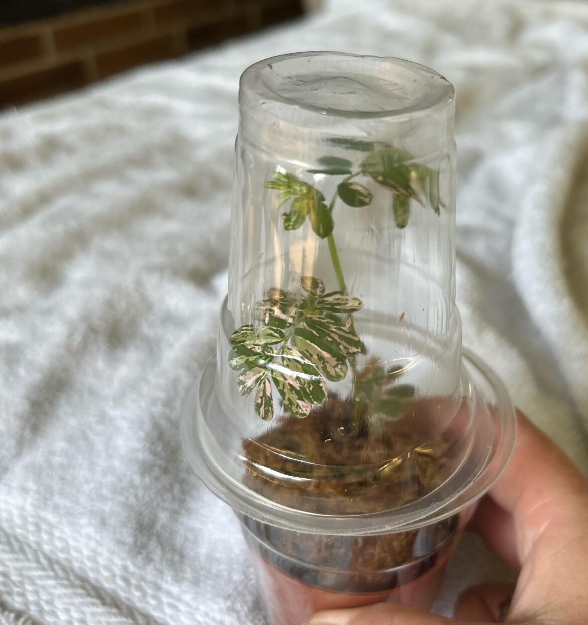 I just bought my most expensive plant ever.. plz help me not kill it!! 😅 I just bought my most expensive plant ever.. plz help me not kill it!! 😅