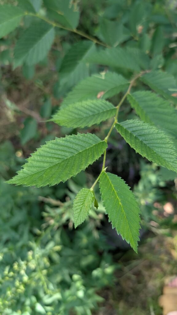 Siberian or American elm?