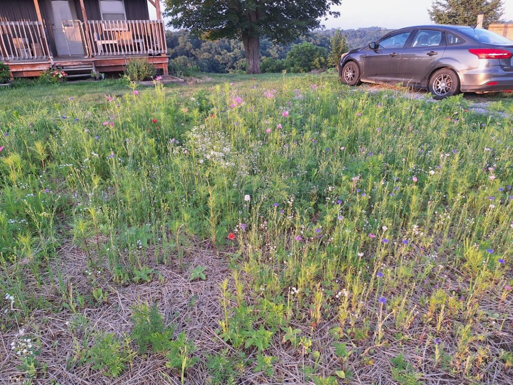 Just wanted to share my little wildflower patch in my front yard