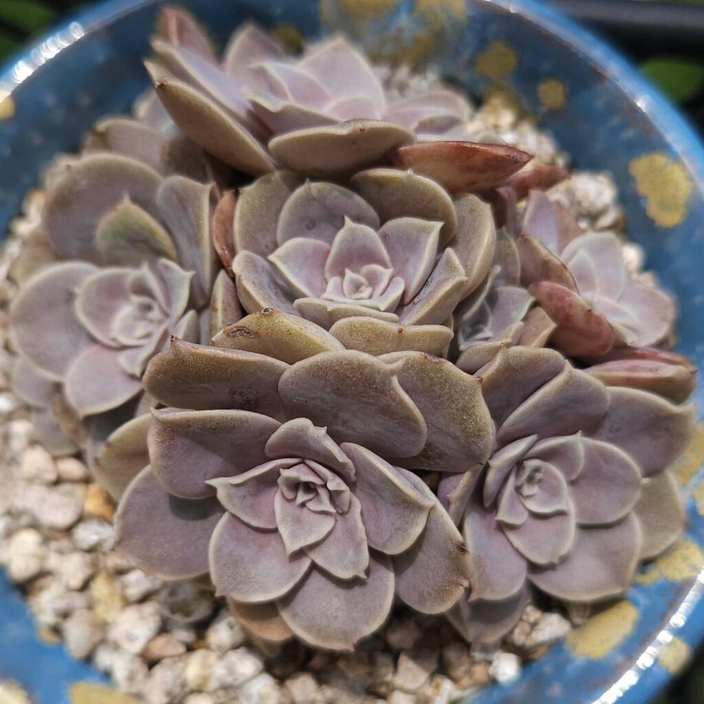 Echeveria diffractens [Echeveria diffractens Kimnach & Lau, 1981]