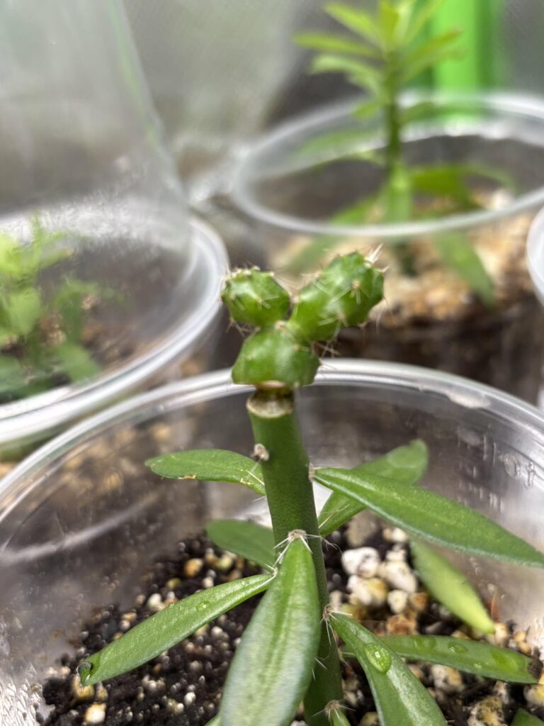 My first graft