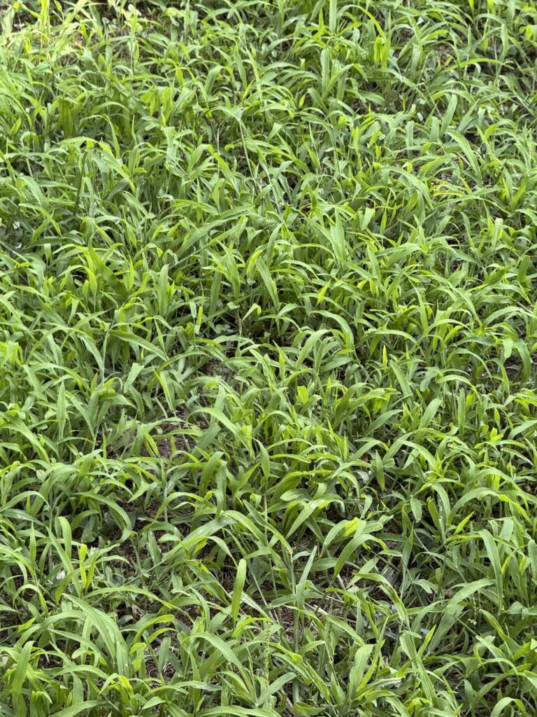 Kansas: Invasive grass taking over my backyard. Kansas: Invasive grass taking over my backyard.