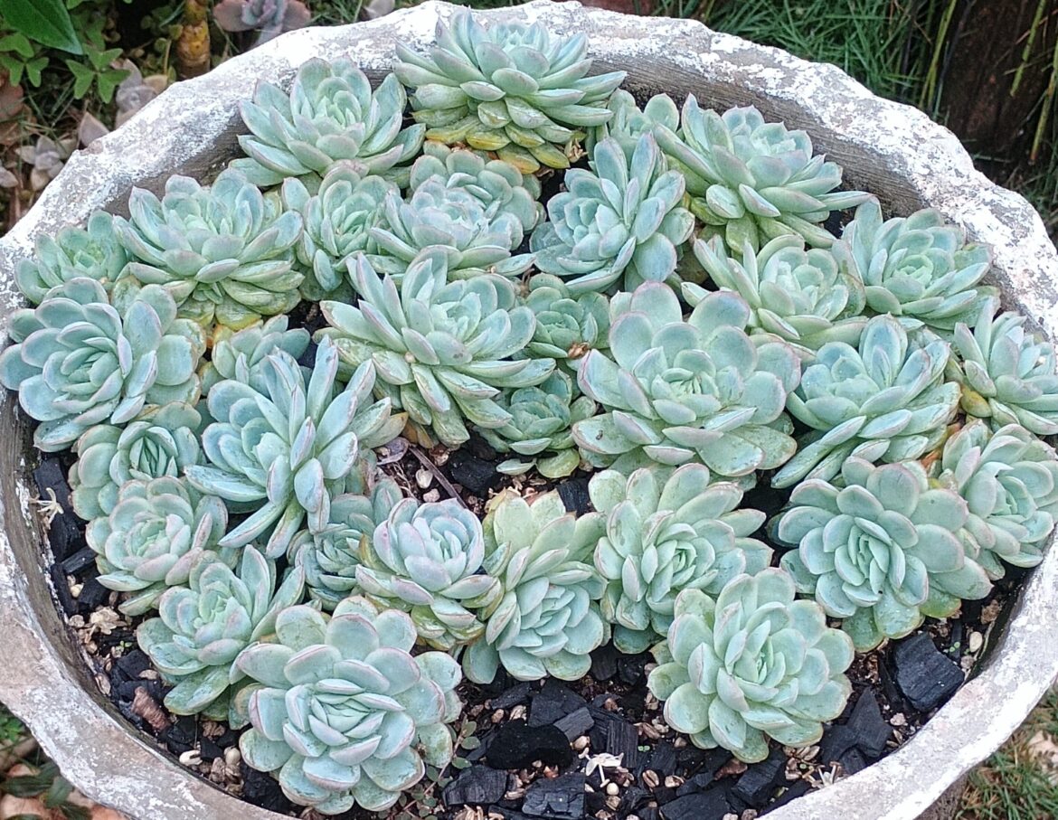 Echeveria elegans