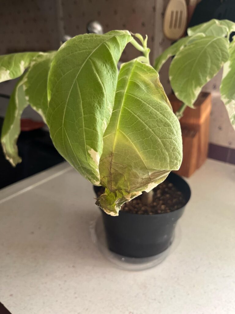 Brugmansia issue