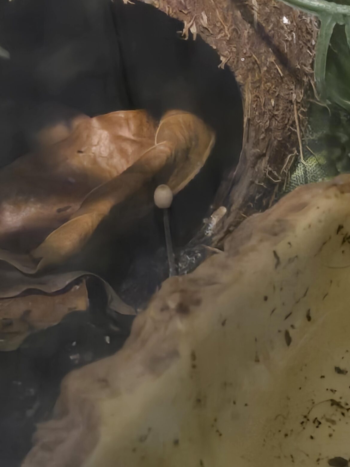 Mushroom in bioactive viv