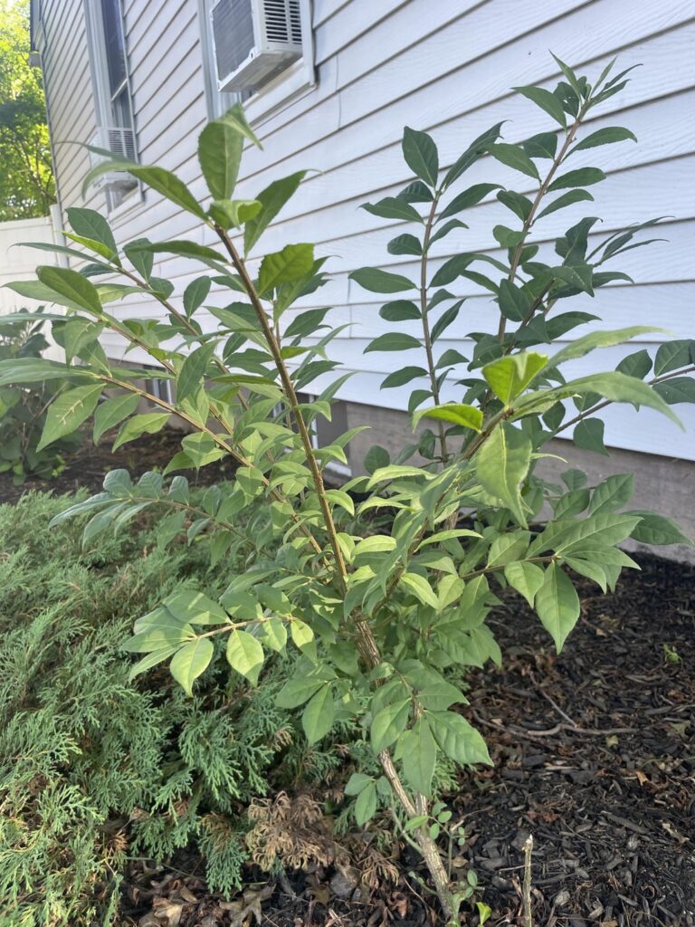 Is this tree of heaven?