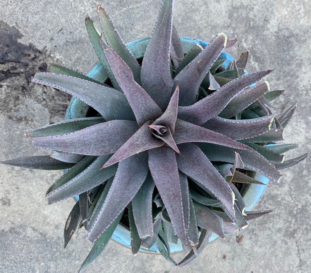 Mangave 'Purple people eater.' (Courtesy Tom Karwin)