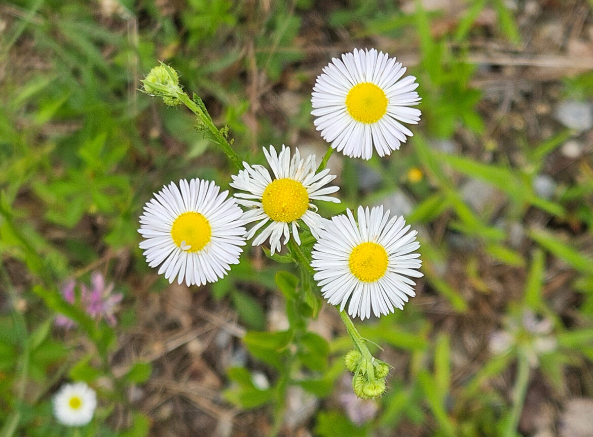 Roadside wildflowers | The River Reporter