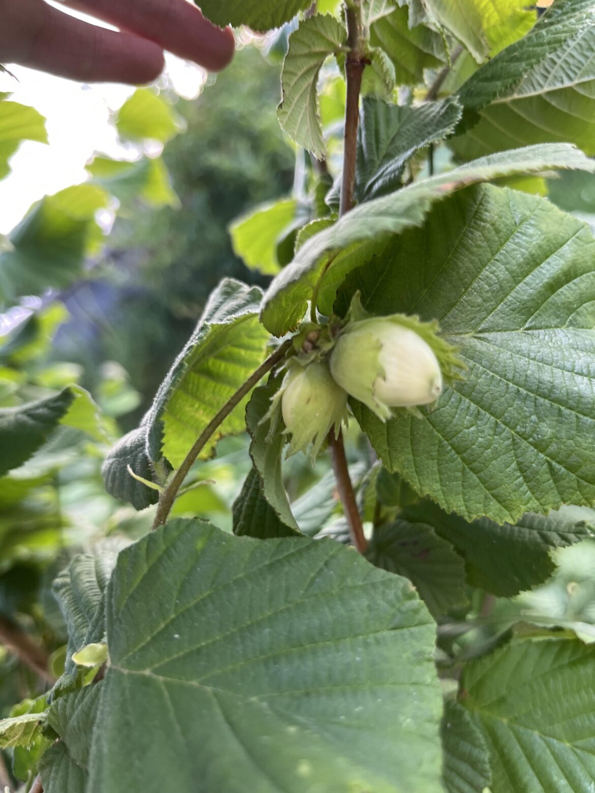 My first hazelnuts
