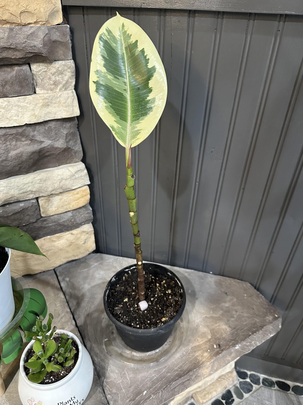 Is there any hope left for this rubber tree?