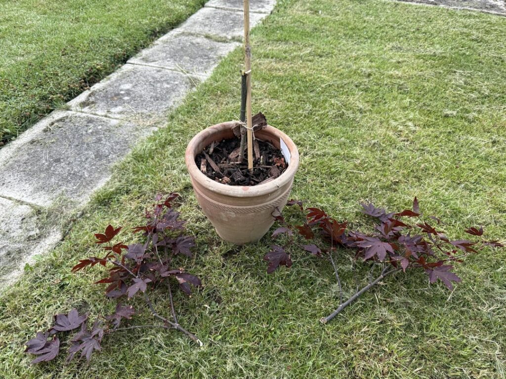 Neighbour’s cat killed my Japanese Acer Neighbour’s cat killed my Japanese Acer