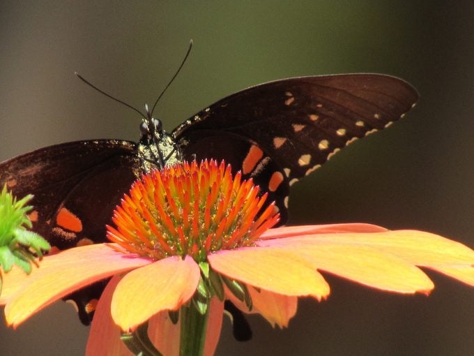 250542947 1 William Murphy Bnb Bypc2020, pollination