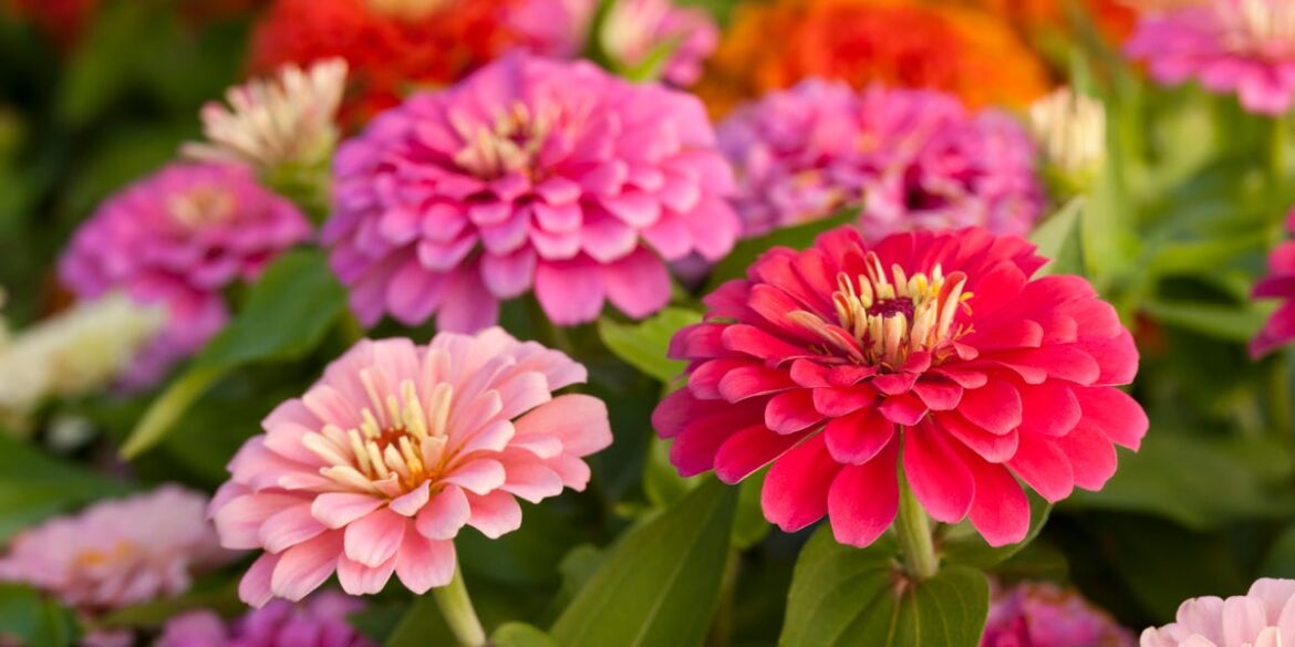 How to Plant and Care for Zinnias