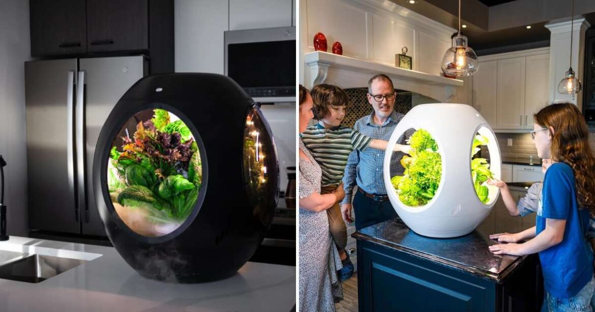 This Futuristic Garden Helps You Grow Vegetables Indoors Using Fog — You Just Have to Plug It In This Futuristic Garden Helps You Grow Vegetables Indoors Using Fog — You Just Have to Plug It In