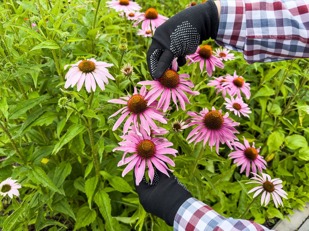 person with gardening gloves looking at pink flowers