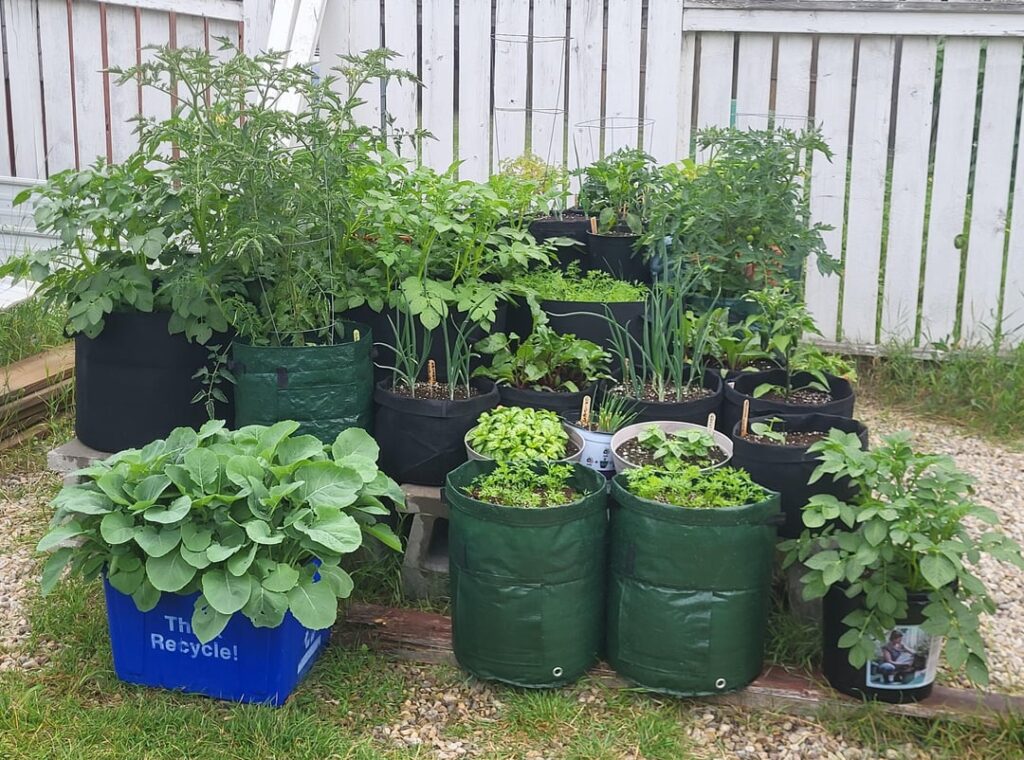 First time gardener & I am obsessed