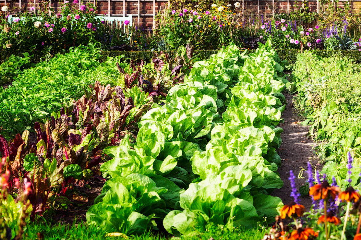 Communities in Bloom looking for Castlegar’s best gardens Communities in Bloom looking for Castlegar's best gardens