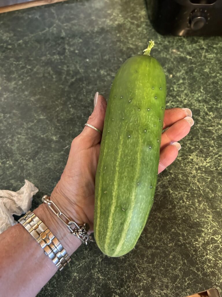 CONTAINER CUCUMBER
