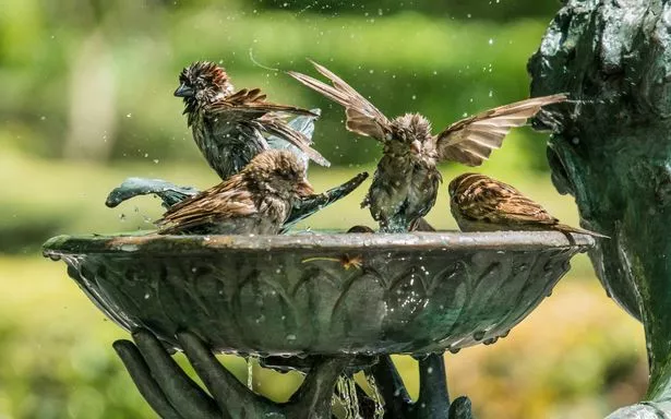 Bird bath