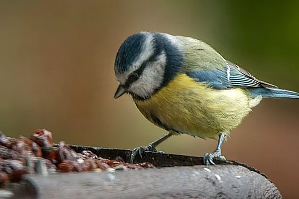 A blue tit feeding off seeds on a bird table in the garden.