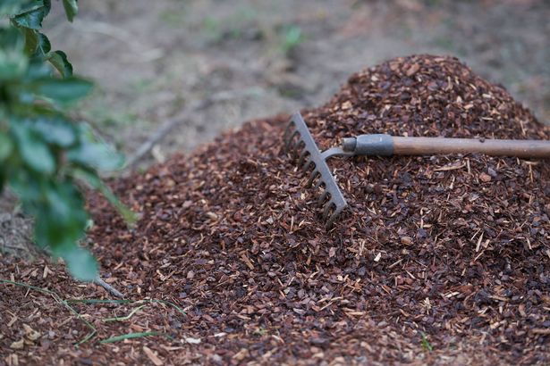Mulching orchard soil with European red pine or pinus sylvestris tree bark. Rake. Back yard soil.