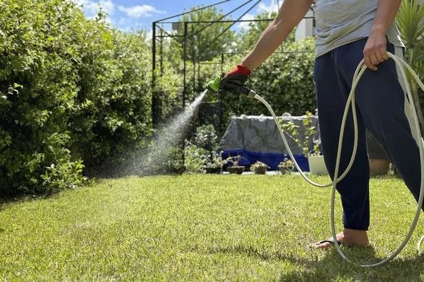 Man watering lawn