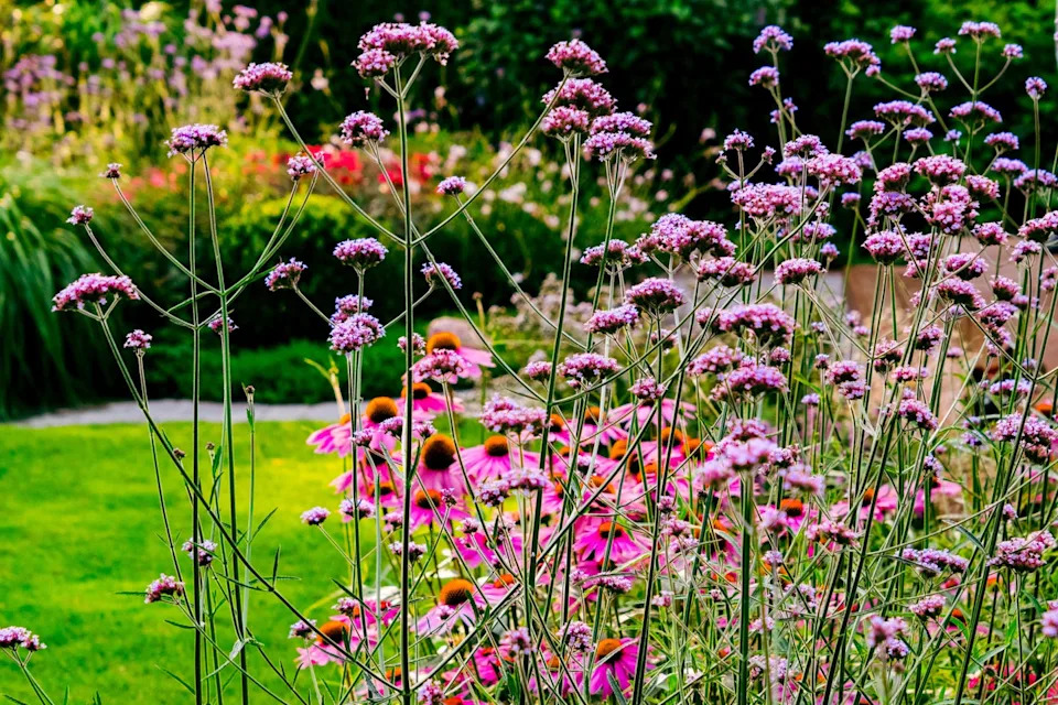 person standing among colorful flowers in a garden