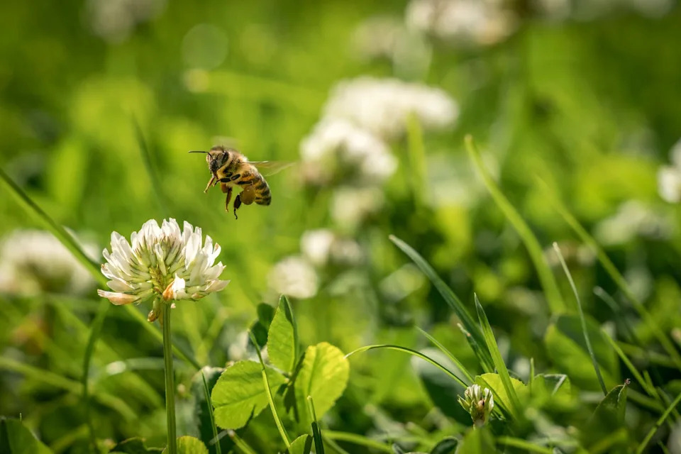 close up of wild bee in mid air next to a clover flower. summer garden shot.