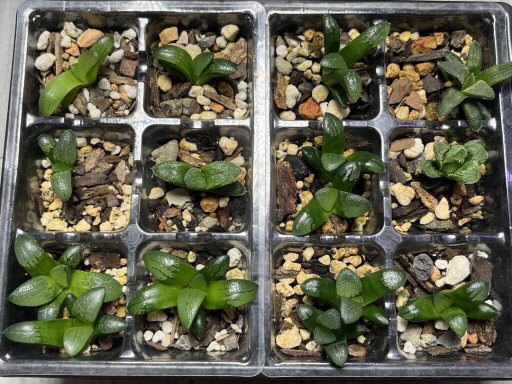 Seedlings For Viewing Pleasure