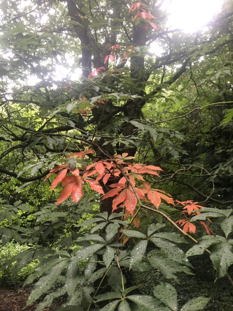 Aesculus having a bad time.. any ideas?
