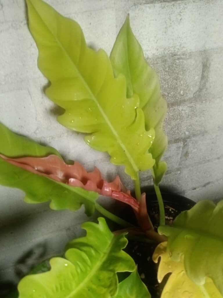 So much new growth!