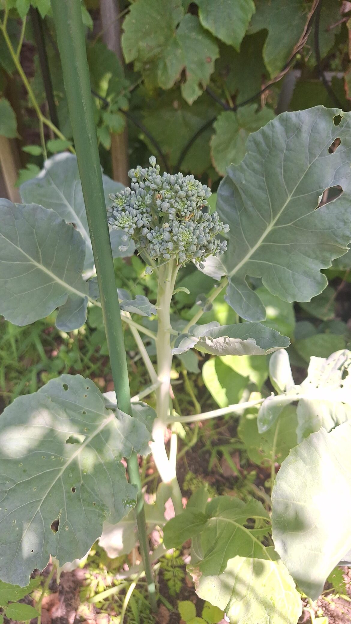 Harvest now?
