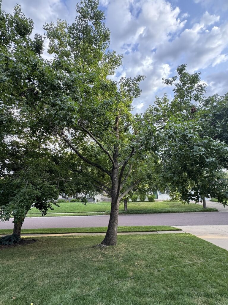 Is My Sweetgum Dying? Is My Sweetgum Dying?