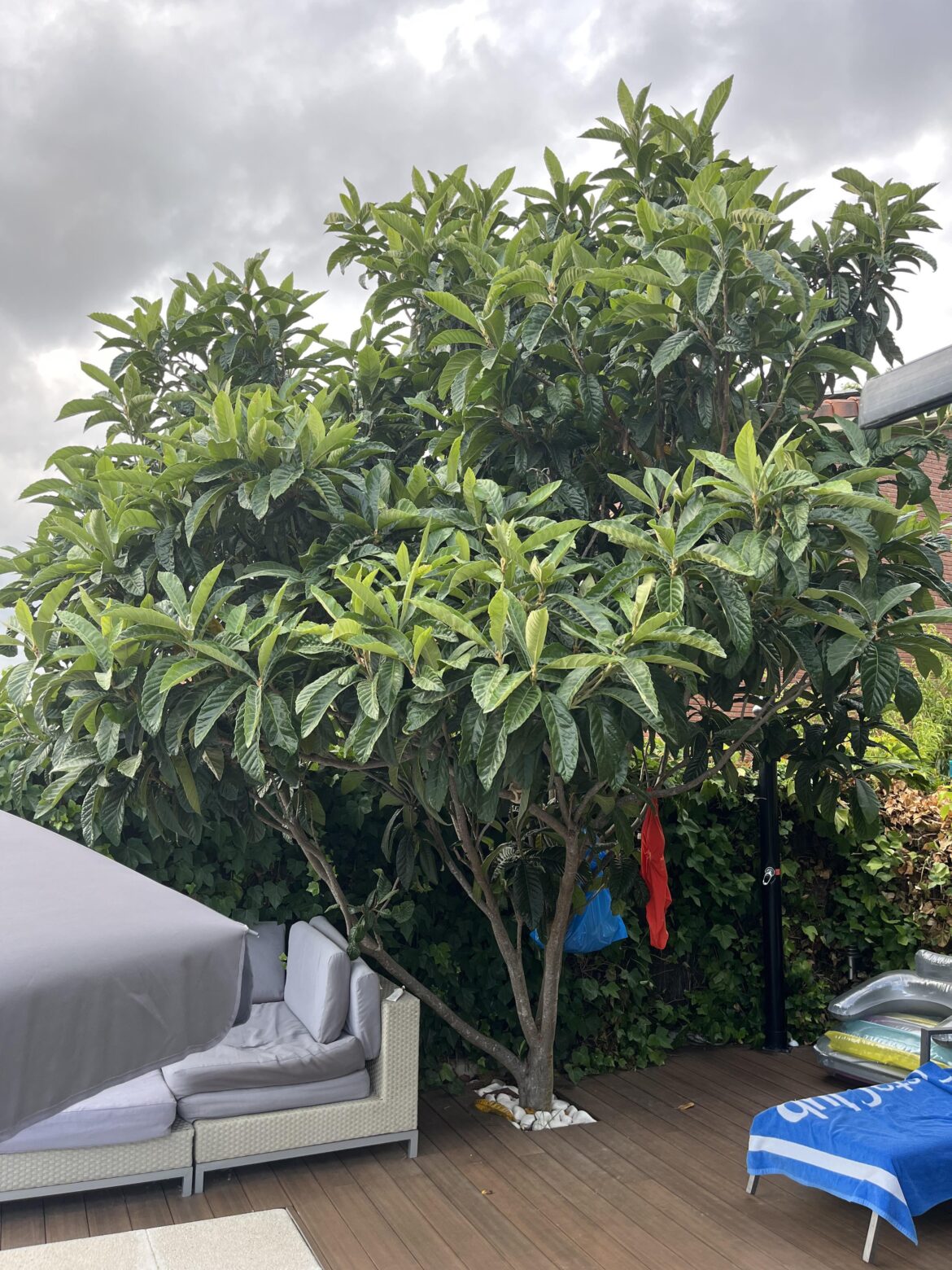 This is my medlar tree, grown from a seed, what do you think?