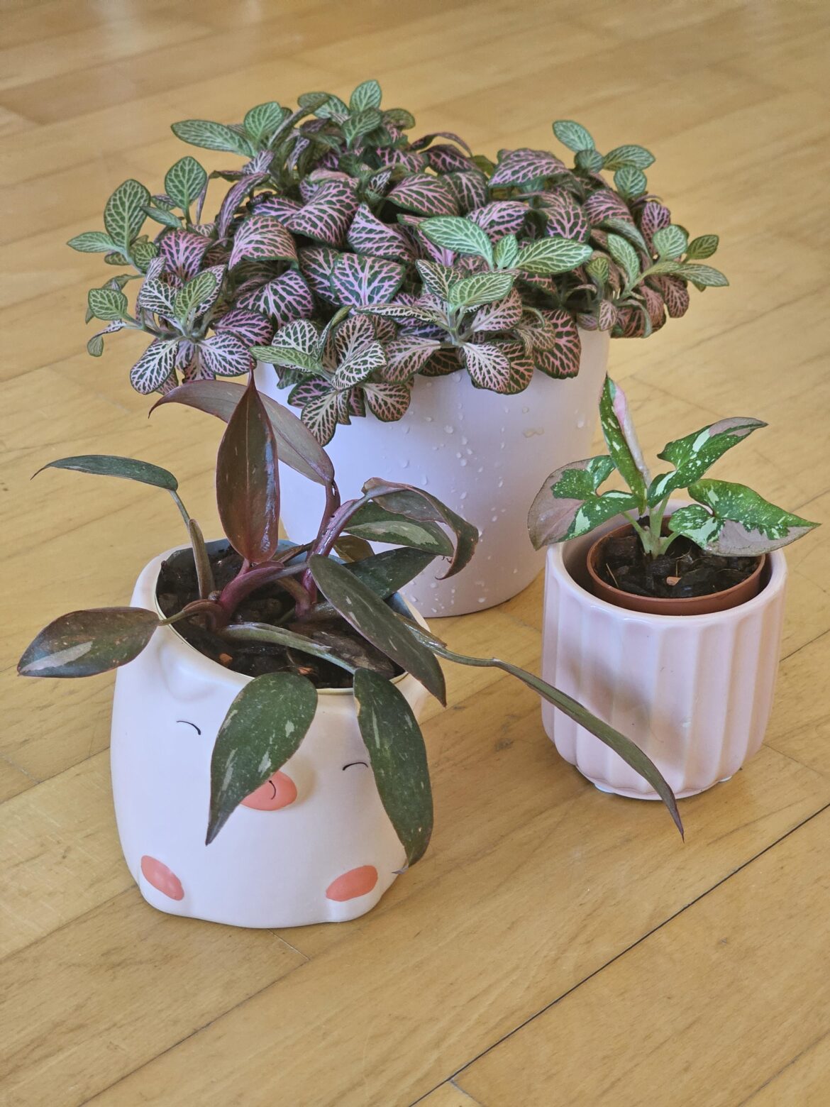 What are your favourite pink plants?