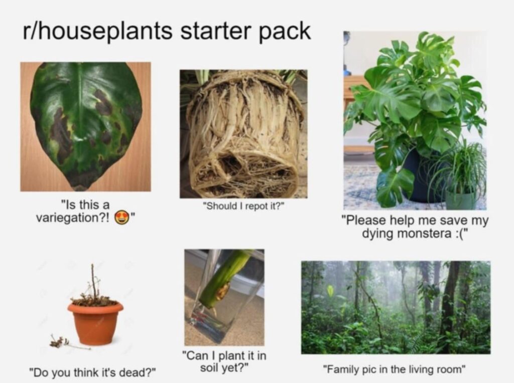 r/houseplants starter kit