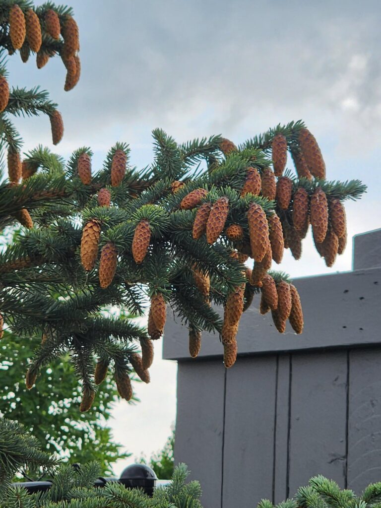 Need help identifying these trees