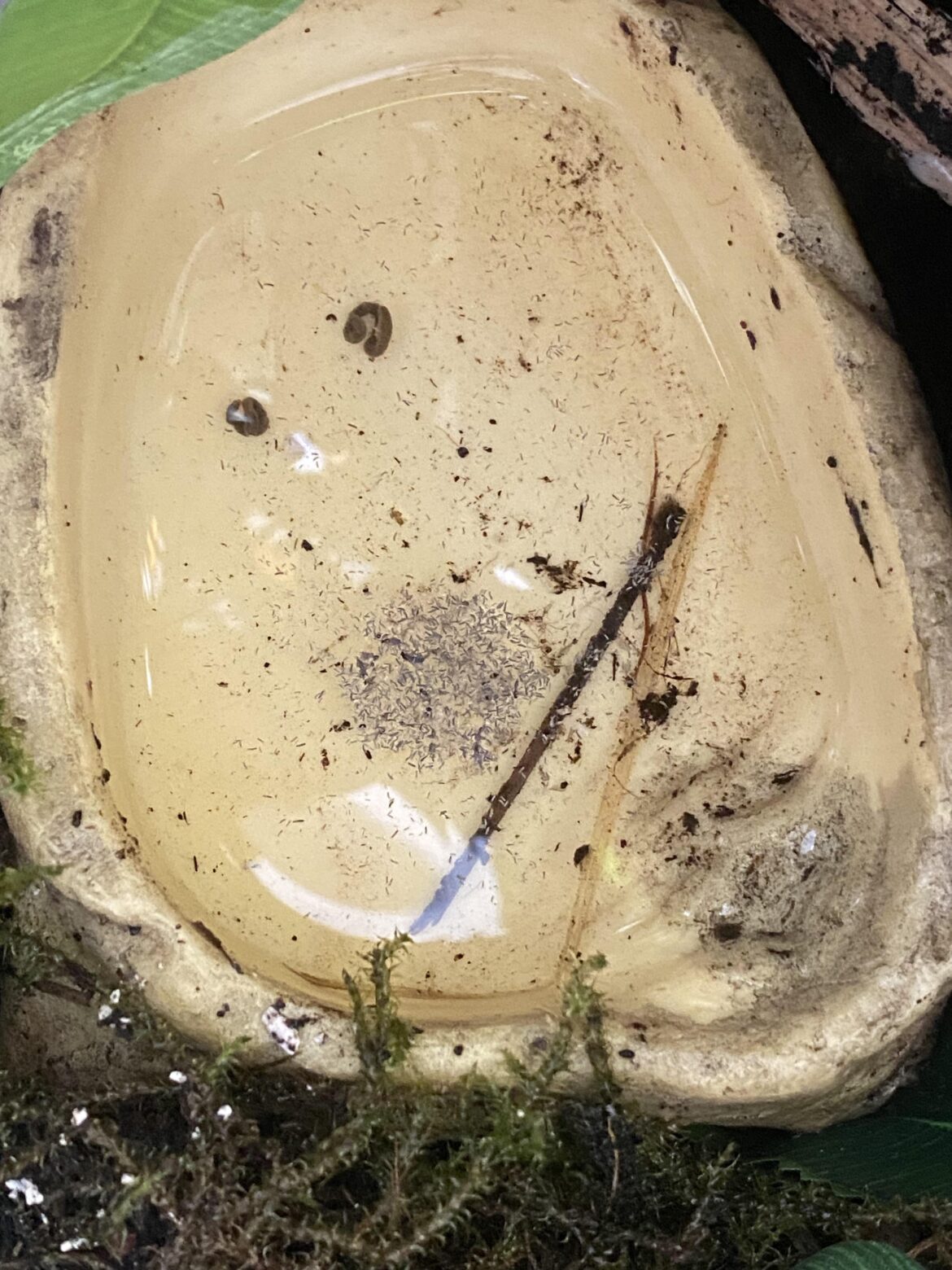 Why do springtails go in the water?